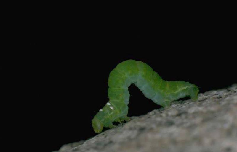 Caterpillar (Lepidoptera) {!--나비목 나방류/나비류의 유충-->; DISPLAY FULL IMAGE.