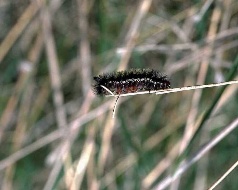 Caterpillar (Lepidoptera) {!--나비목 나방류/나비류의 유충-->; DISPLAY FULL IMAGE.