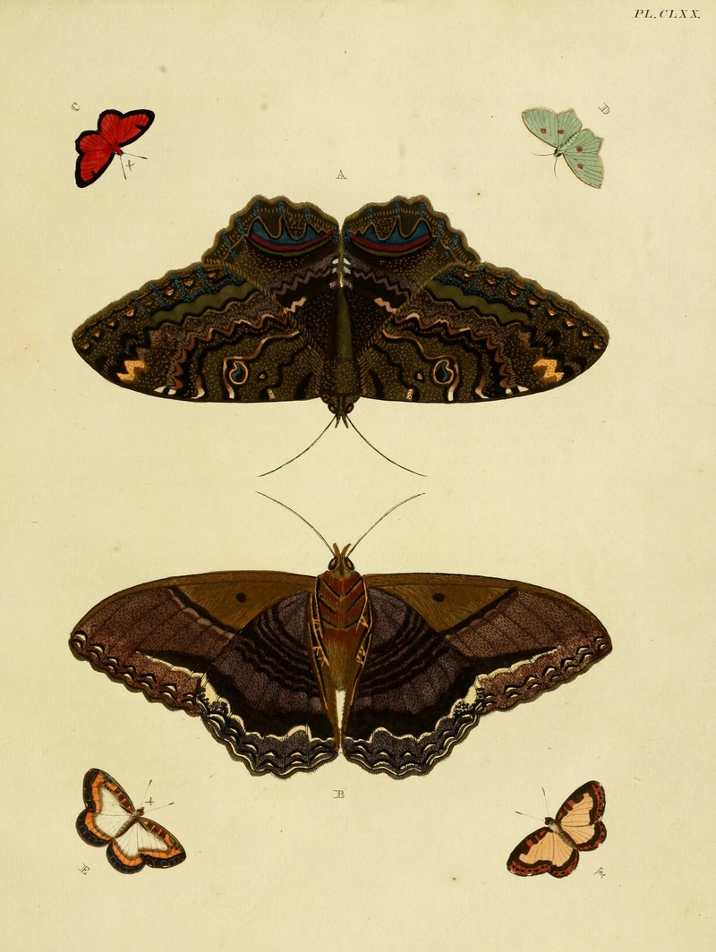 Black Witch Moth (Ascalapha odorata), Mesene phareus, Hyphalia phylira, Nymphidium caricae, Thecla getus; DISPLAY FULL IMAGE.