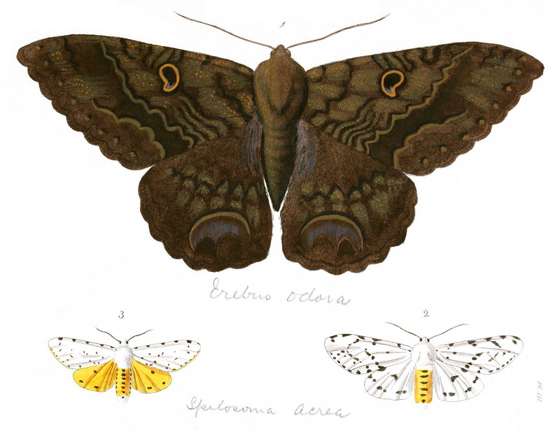Black Witch Moth (Ascalapha odorata), Salt Marsh Moth (Estigmene acrea); DISPLAY FULL IMAGE.