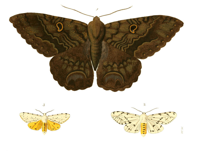 Black Witch Moth (Ascalapha odorata), Salt Marsh Moth (Estigmene acrea); DISPLAY FULL IMAGE.