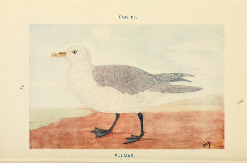 Northern fulmar (Fulmarus glacialis); DISPLAY FULL IMAGE.