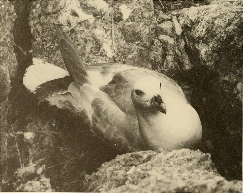 Northern fulmar (Fulmarus glacialis); DISPLAY FULL IMAGE.