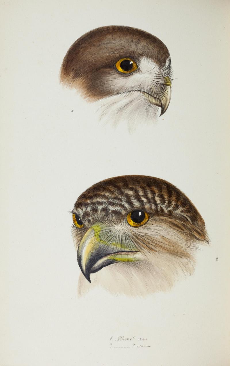 Powerful Owl (Ninox strenua); DISPLAY FULL IMAGE.