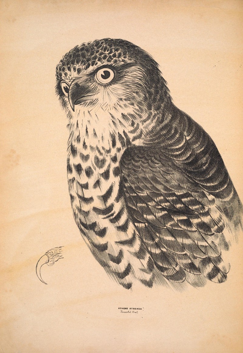 Powerful Owl (Ninox strenua); DISPLAY FULL IMAGE.