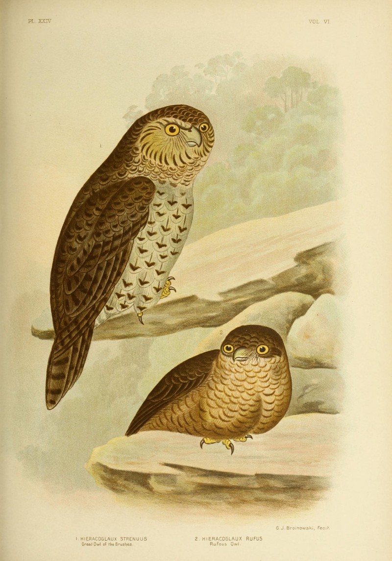 Powerful Owl (Ninox strenua), Rufous Owl (Ninox rufa); DISPLAY FULL IMAGE.