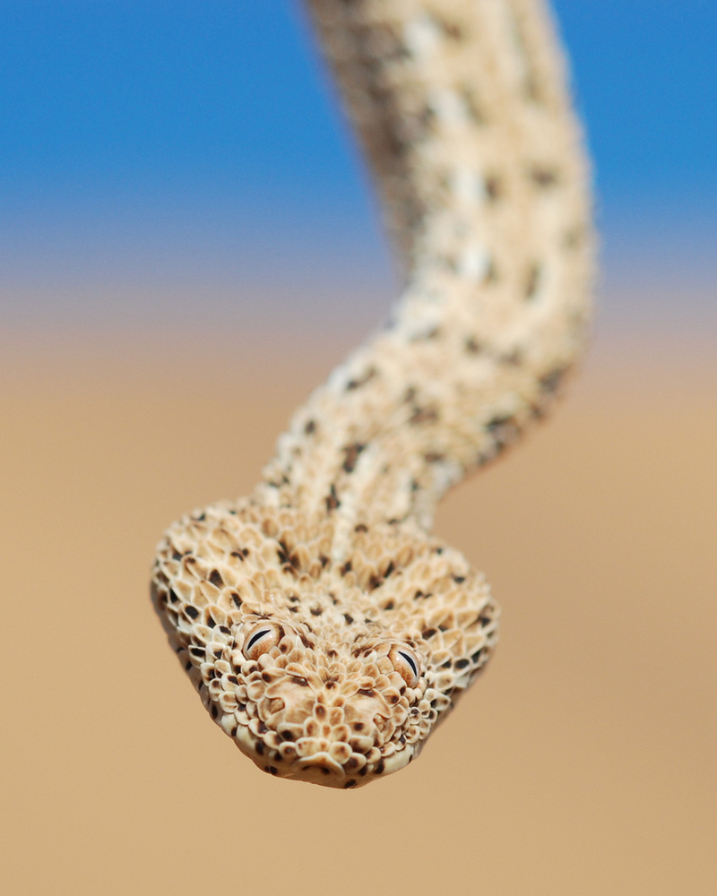 Namib dwarf adder (Bitis peringueyi); DISPLAY FULL IMAGE.
