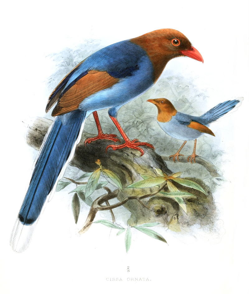 Sri Lanka blue magpie (Urocissa ornata); DISPLAY FULL IMAGE.