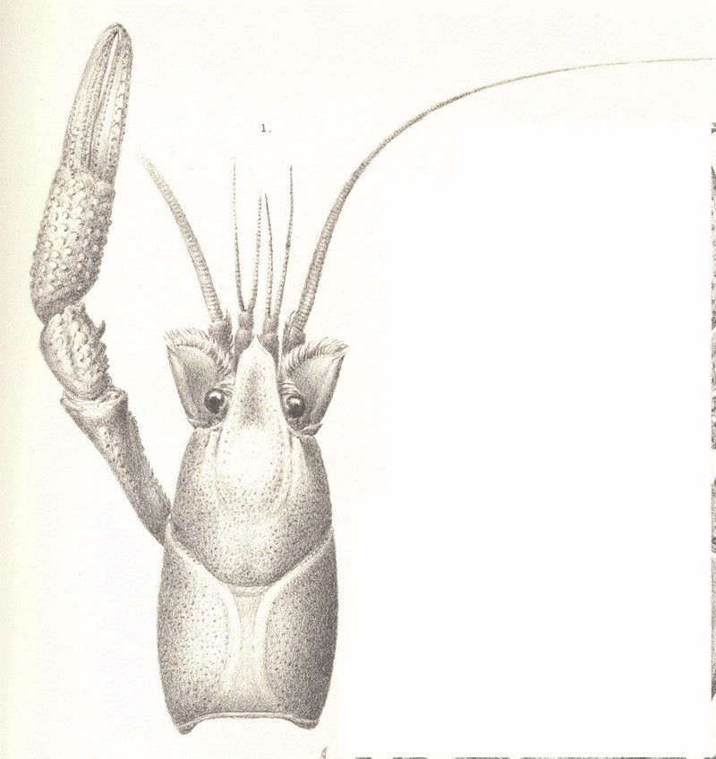 blue crayfish (Procambarus alleni); DISPLAY FULL IMAGE.