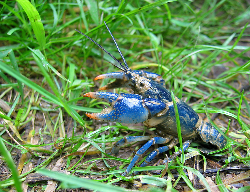 Monongahela blue crayfish (Cambarus monongalensis); DISPLAY FULL IMAGE.