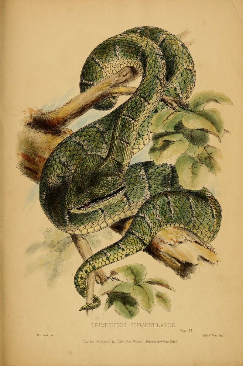 Bornean keeled green pit viper (Tropidolaemus subannulatus); DISPLAY FULL IMAGE.