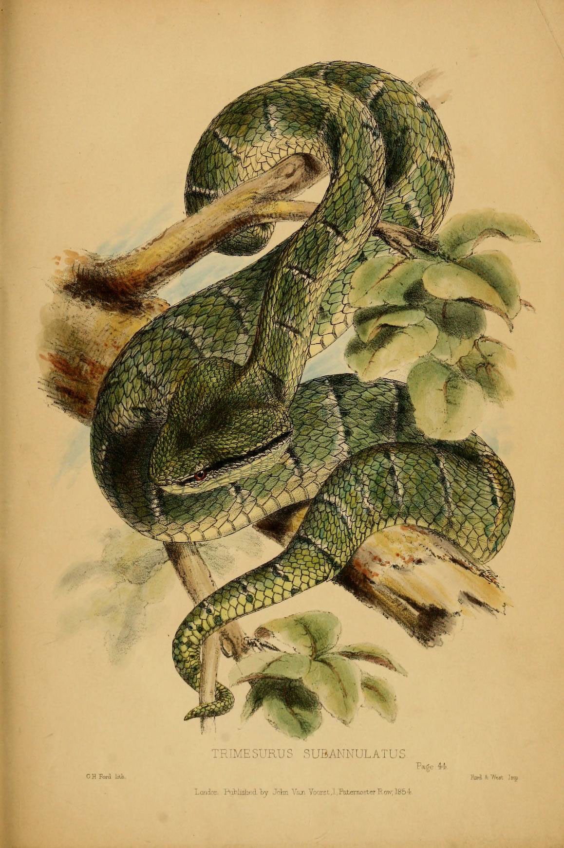 Bornean keeled green pit viper (Tropidolaemus subannulatus); Image ONLY