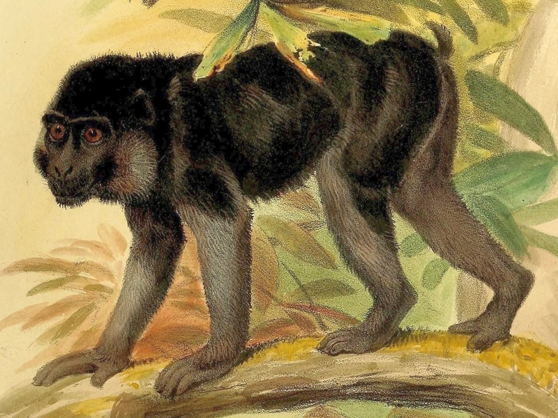 Booted Macaque (Macaca ochreata); DISPLAY FULL IMAGE.