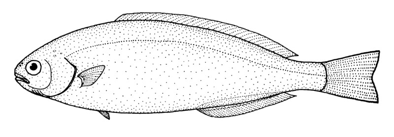 Southern driftfish (Icichthys australis); DISPLAY FULL IMAGE.