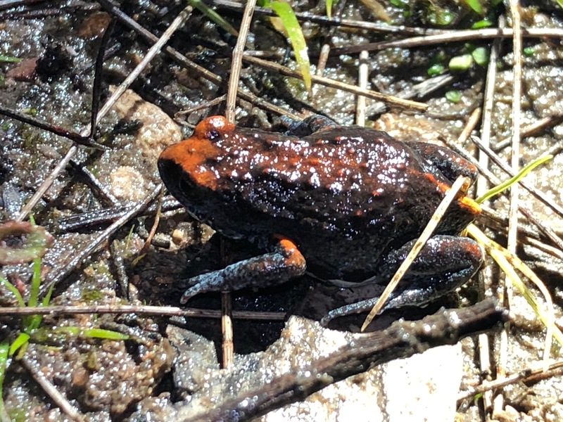 Magnificent brood frog (Pseudophryne covacevichae); DISPLAY FULL IMAGE.