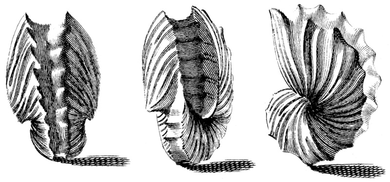 Argonauta hians, winged argonaut's eggcase depiction; DISPLAY FULL IMAGE.