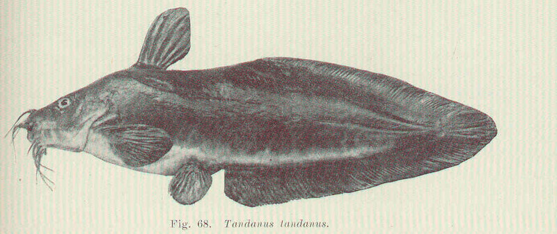 Eel-tailed catfish, Tandanus tandanus; DISPLAY FULL IMAGE.
