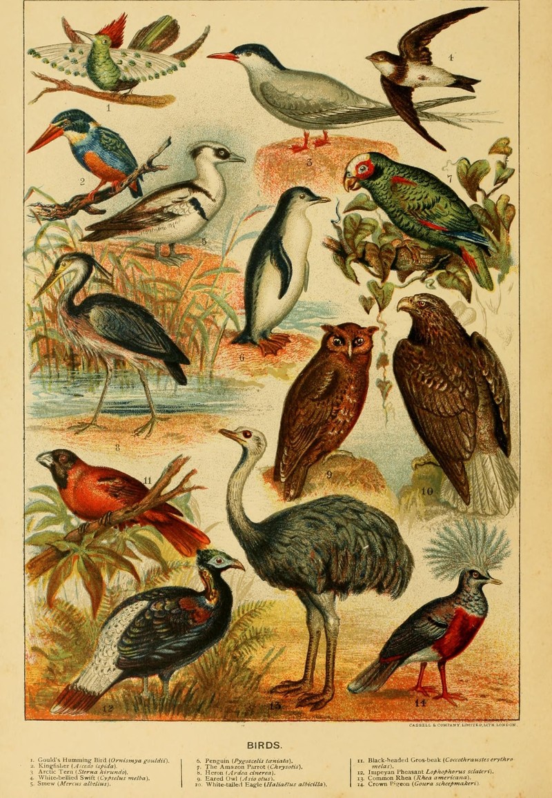 Dot-eared coquette (Lophornis gouldii), Common kingfisher (Alcedo atthis), Arctic tern (Sterna paradisaea), Alpine swift (Tachymarptis melba), Smew (Mergellus albellus), Gentoo penguin (Pygoscelis papua), White-fronted amazon (Amazona albifrons), Grey heron (Ardea cinerea), Long-eared owl (Asio otus), White-tailed eagle (Haliaeetus albicilla), Red-and-black grosbeak (Periporphyrus erythromelas), Sclater's monal (Lophophorus sclateri), Greater rhea (Rhea americana), Scheepmaker's crowned pigeon (Goura scheepmakeri); DISPLAY FULL IMAGE.