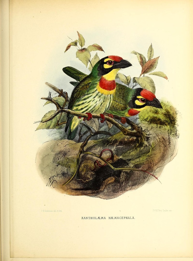 Coppersmith barbet (Psilopogon haemacephalus); DISPLAY FULL IMAGE.