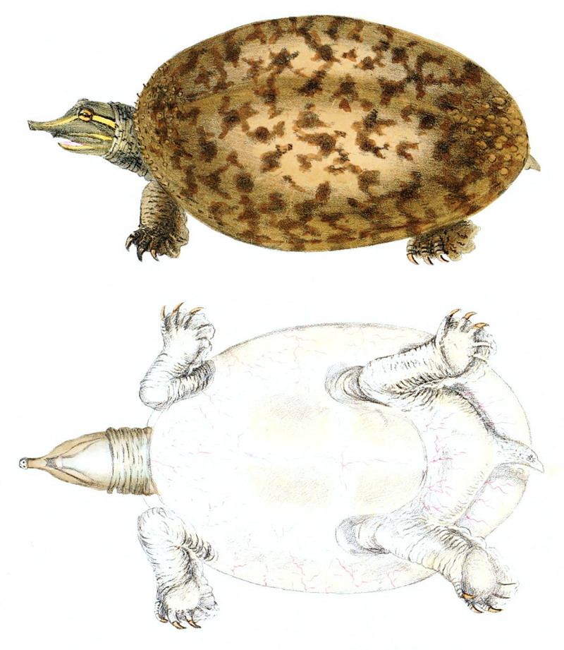 Florida softshell turtle (Apalone ferox); DISPLAY FULL IMAGE.