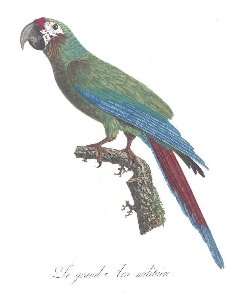 Military Macaw (Ara militaris); DISPLAY FULL IMAGE.