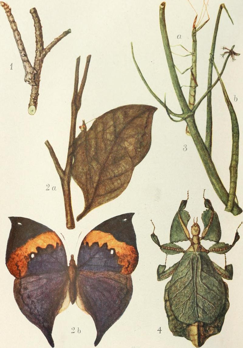 Peppered moth (Biston betularia), Orange oakleaf (Kallima inachus), Common stick insect (Carausius morosus), Linnaeus' leaf insect (Phyllium siccifolium); DISPLAY FULL IMAGE.