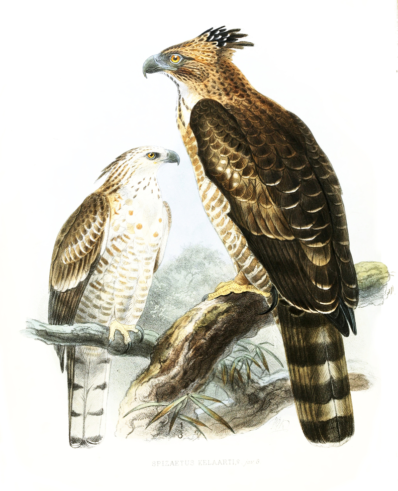 Legge's hawk-eagle (Nisaetus kelaarti); DISPLAY FULL IMAGE.