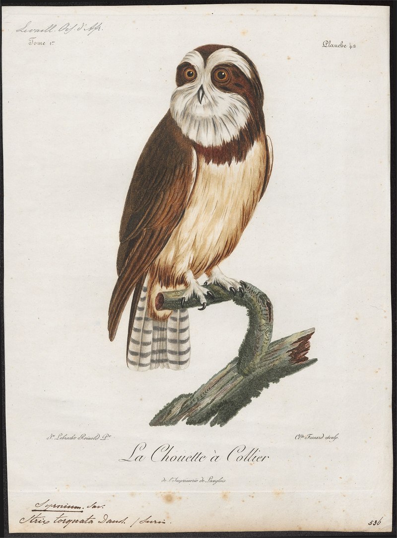 Spectacled owl (Pulsatrix perspicillata); DISPLAY FULL IMAGE.
