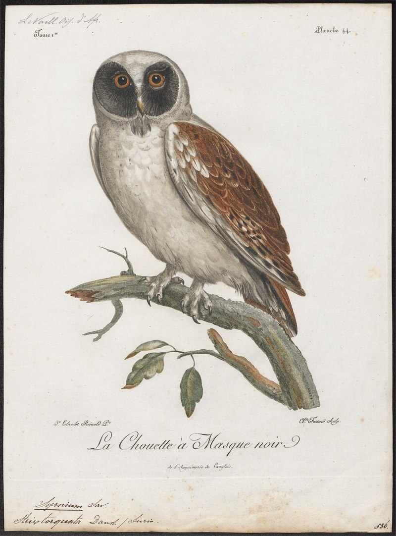 Spectacled owl (Pulsatrix perspicillata); DISPLAY FULL IMAGE.