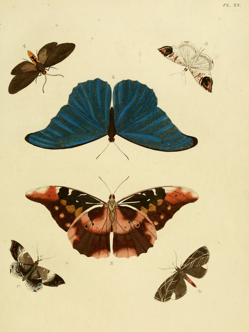 Rhetenor blue morpho (Morpho rhetenor), Macrodes cynara, Eudmoe arne, Pseudapistosia umber; DISPLAY FULL IMAGE.