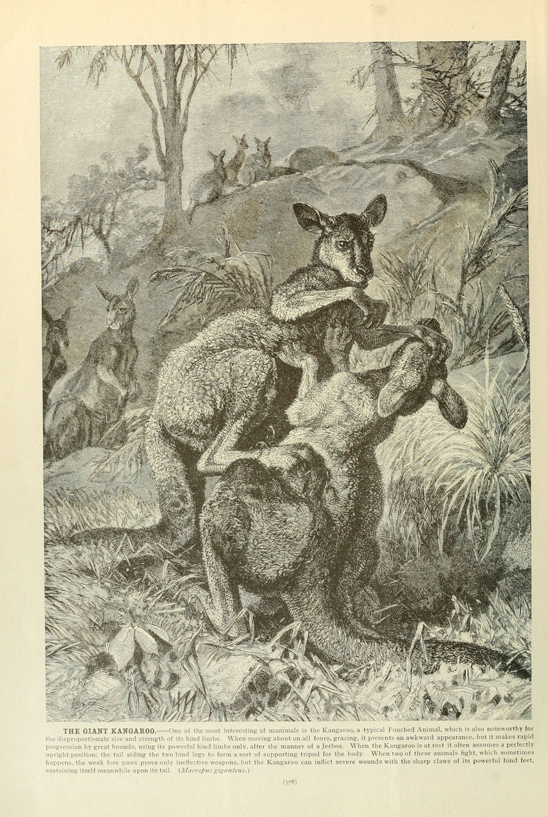 Eastern grey kangaroo (Macropus giganteus); DISPLAY FULL IMAGE.