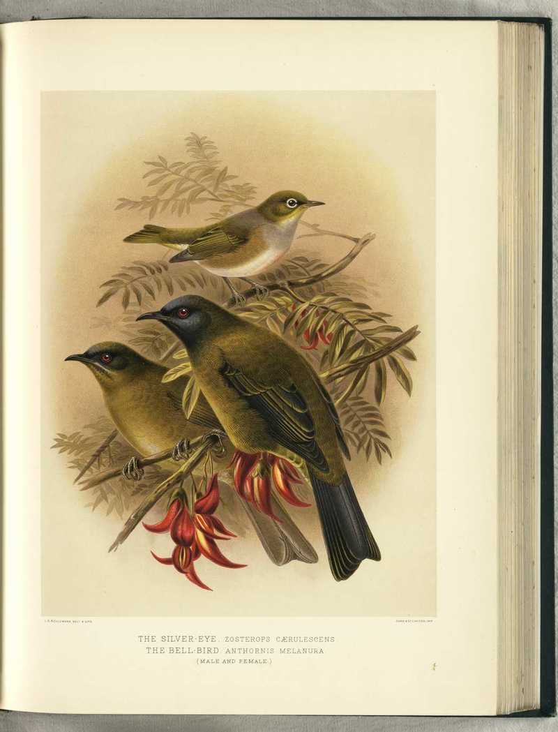Silvereye (Zosterops lateralis), New Zealand bellbird (Anthornis melanura); DISPLAY FULL IMAGE.