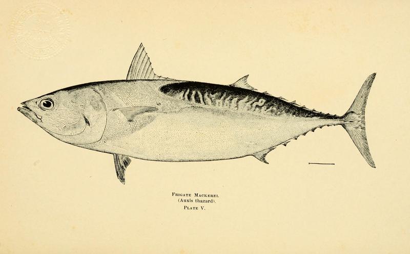 Frigate tuna, frigate mackerel, alagaduwa (Auxis thazard); DISPLAY FULL IMAGE.