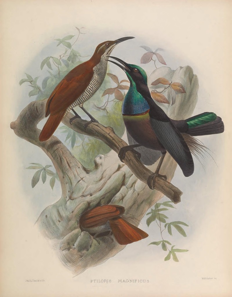 Magnificent riflebird (Ptiloris magnificus); DISPLAY FULL IMAGE.