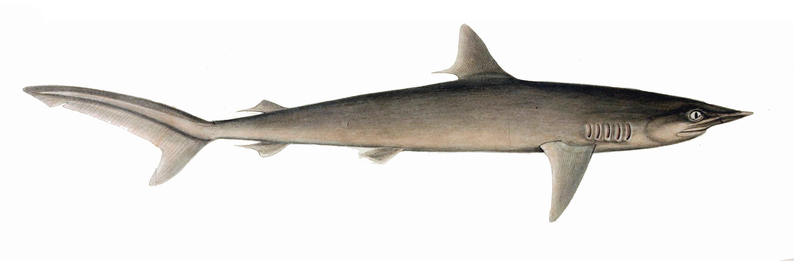 Silky Shark (Carcharhinus falciformis); DISPLAY FULL IMAGE.