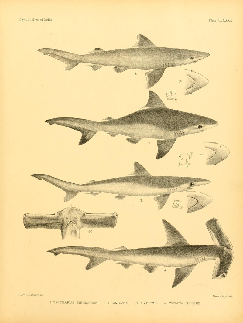 Silky shark (Carcharhinus falciformis), Blacktip shark (Carcharhinus limbatus), Milk shark (Rhizoprionodon acutus), Winghead shark (Eusphyra blochii); DISPLAY FULL IMAGE.