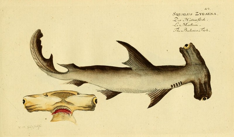 Smooth hammerhead shark (Sphyrna zygaena); DISPLAY FULL IMAGE.