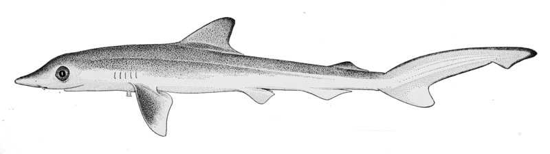 Scoliodon walbeehmi = Milk shark (Rhizoprionodon acutus); DISPLAY FULL IMAGE.