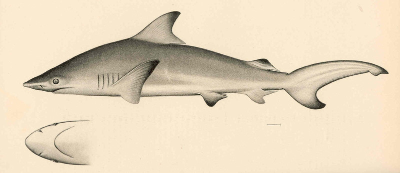 Blacktip shark (Carcharhinus limbatus); DISPLAY FULL IMAGE.