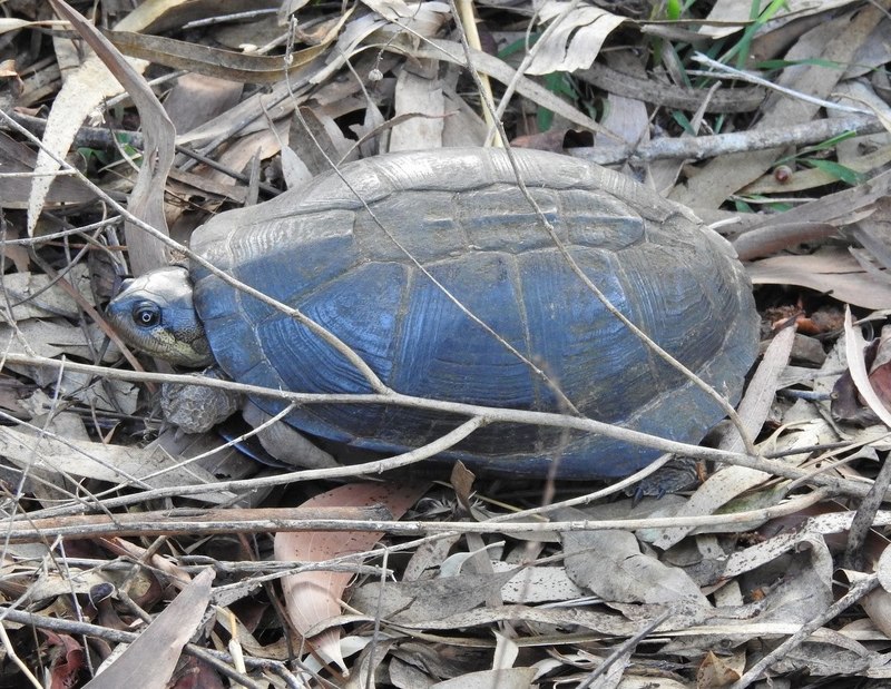 Yellow-bellied mud turtle (Pelusios castanoides); DISPLAY FULL IMAGE.