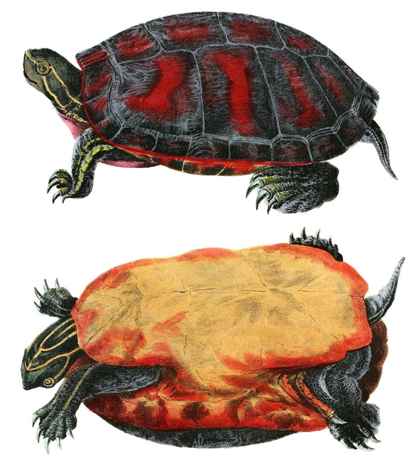 Northern red-bellied turtle (Pseudemys rubriventris); DISPLAY FULL IMAGE.