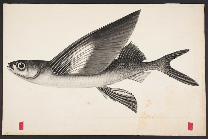 Australasian flying fish (Cheilopogon pinnatibarbatus melanocercus); DISPLAY FULL IMAGE.