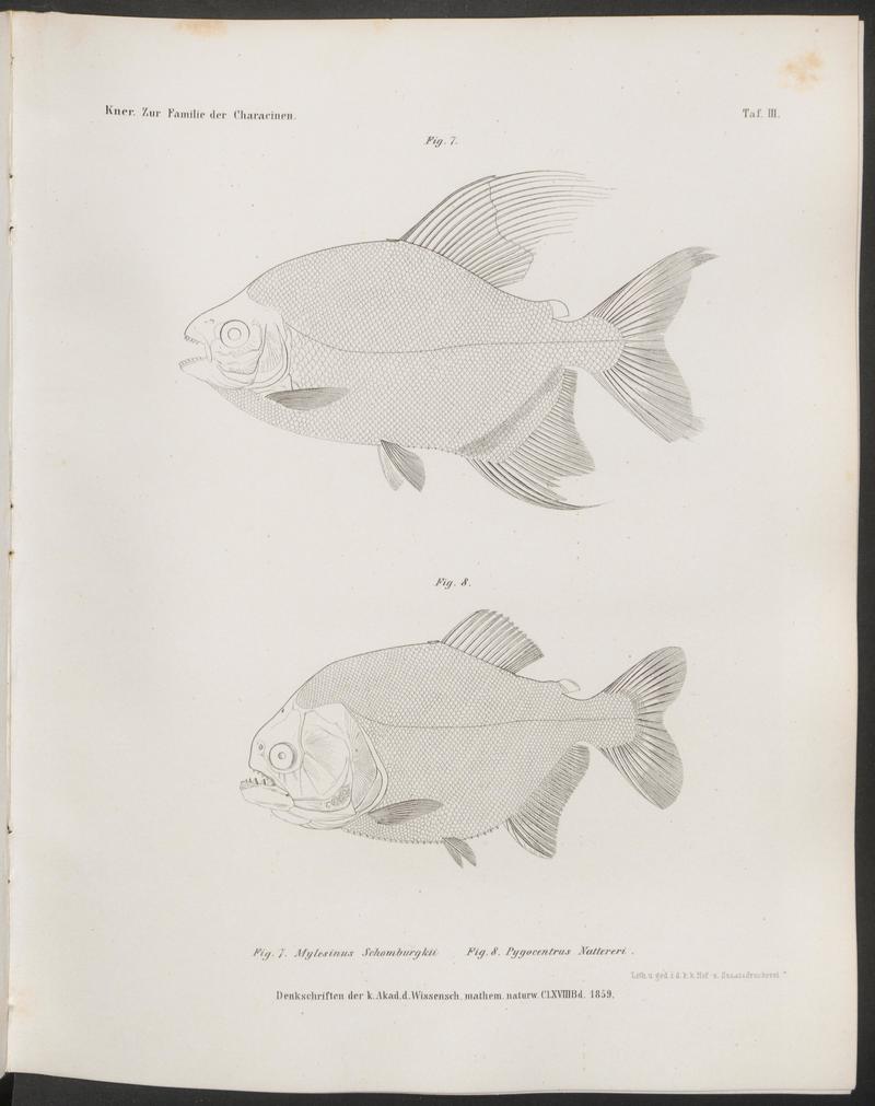 Mylesinus schomburgkii, red-bellied piranha (Pygocentrus nattereri); DISPLAY FULL IMAGE.