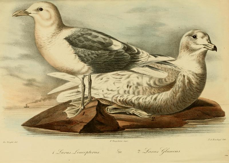 Iceland Gull (Larus leucopterus), Glaucous gull (Larus hyperboreus); DISPLAY FULL IMAGE.