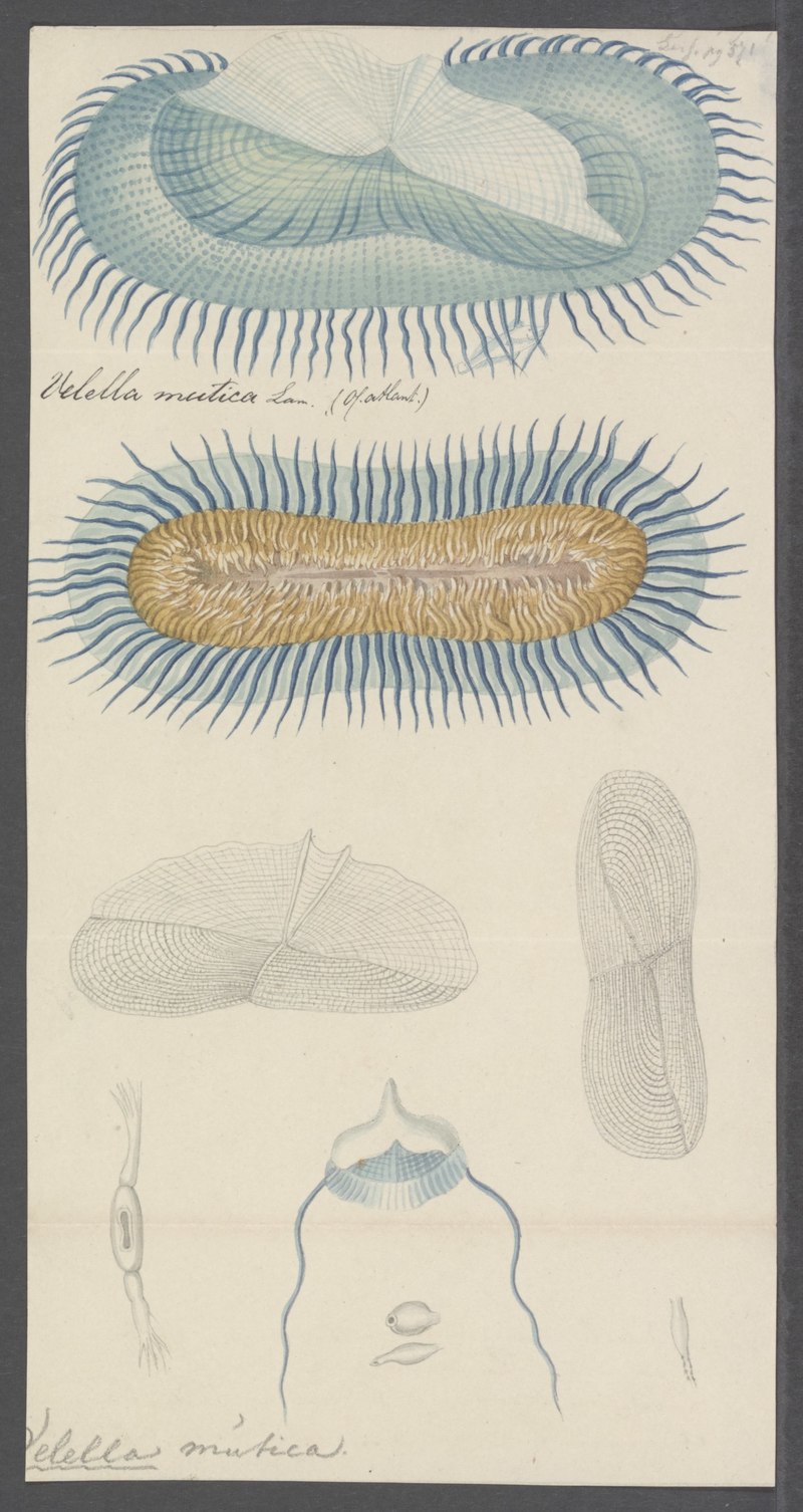 Velella mutica = Sea raft jellyfish (Velella velella); DISPLAY FULL IMAGE.