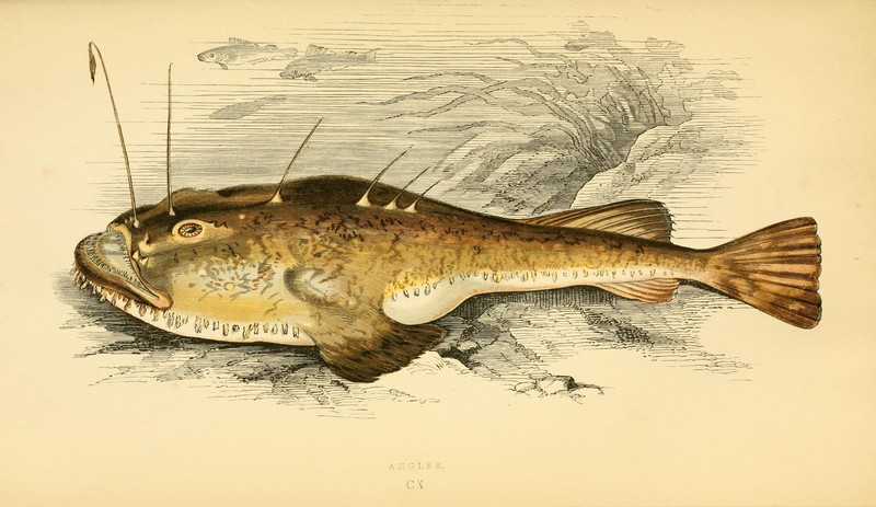 European angler, common monkfish (Lophius piscatorius); DISPLAY FULL IMAGE.