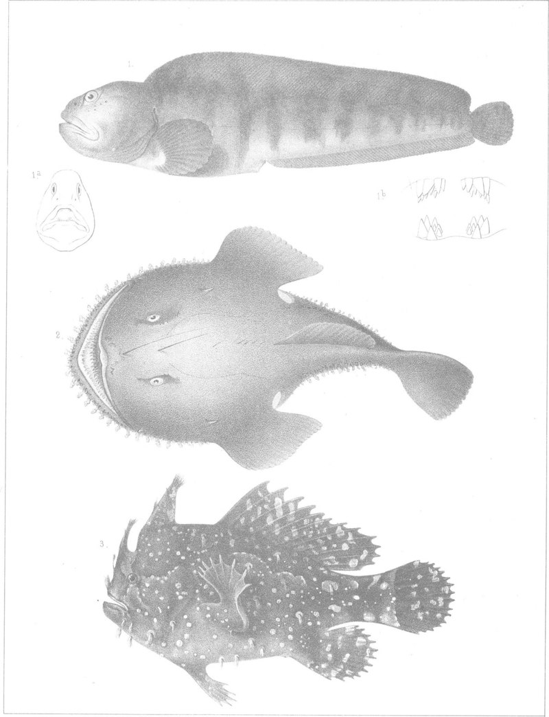 Atlantic wolffish (Anarhichas lupus), American anglerfish (Lophius americanus), Sargassum fish (Histrio histrio); DISPLAY FULL IMAGE.