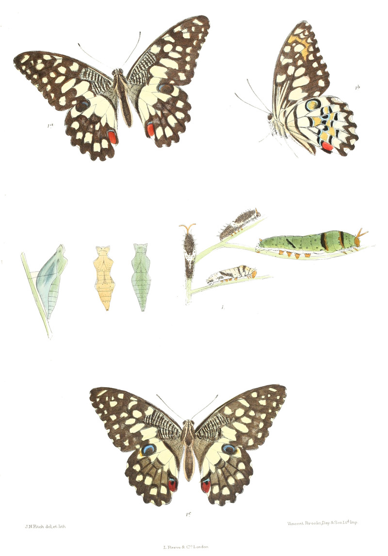 Lime swallowtail butterfly (Papilio demoleus); DISPLAY FULL IMAGE.