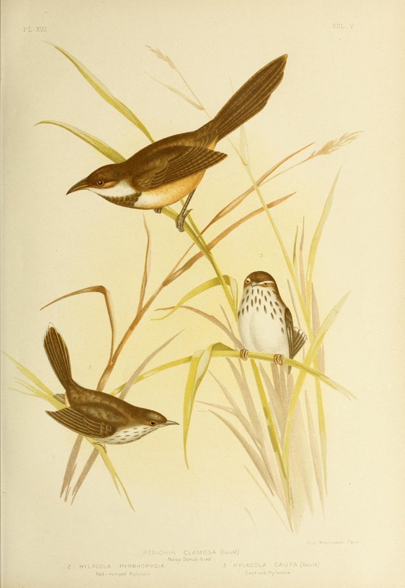 Noisy scrubbird (Atrichornis clamosus), Chestnut-rumped heathwren (Hylacola pyrrhopygia), shy heathwren (Hylacola cauta); DISPLAY FULL IMAGE.