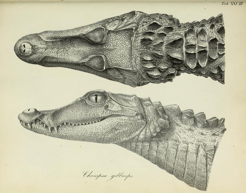 Cuvier's dwarf caiman (Paleosuchus palpebrosus); DISPLAY FULL IMAGE.